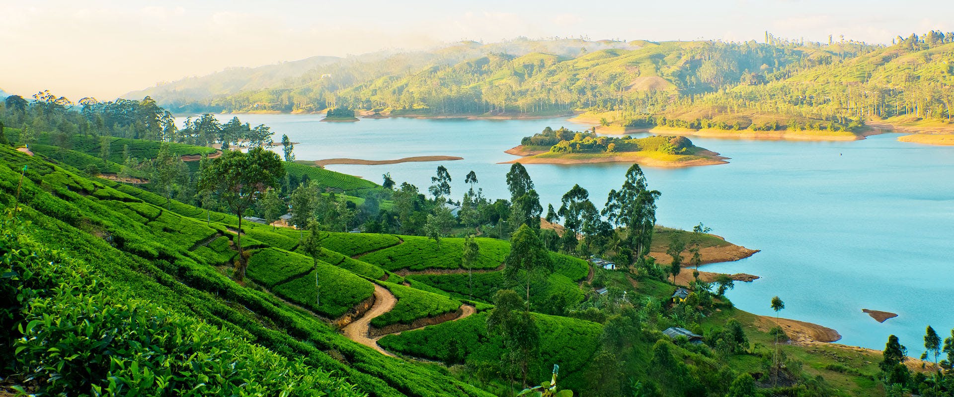 Tea Plantations in Kandy